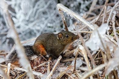 互动小说游戏《猫与众生》将于11月21日在Steam发售